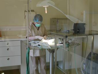 Chirurgie, clinique vétérinaire pour chats de Vincennes