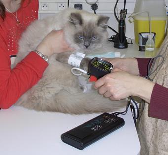 Consultation, clinique vétérinaire pour chats, Vincennes